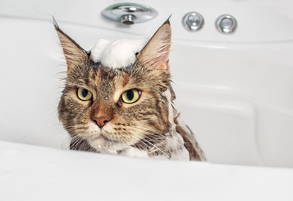 How to Give a cat a Bath Who Hates One