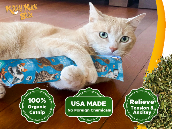How to Play With Kittens Without Toys: Fun Ideas