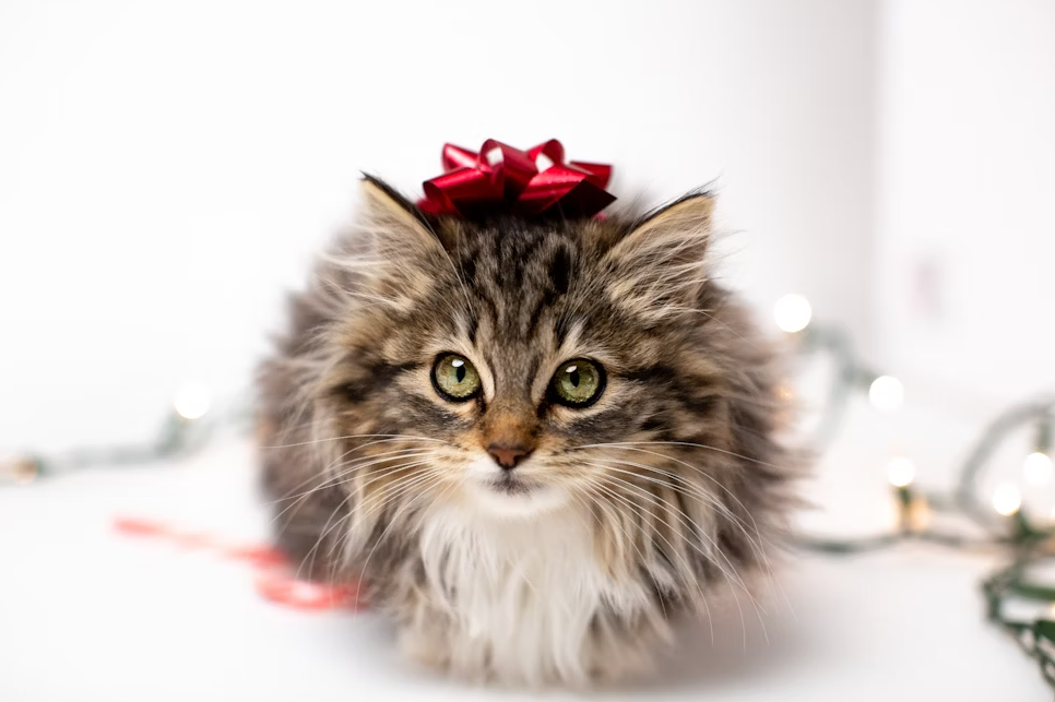 Preparing your cat for the holidays