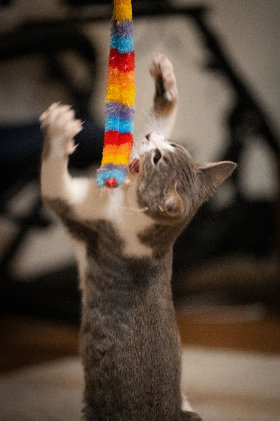 Picture of Discovering Catnip Alternatives for Non-Responsive Cats