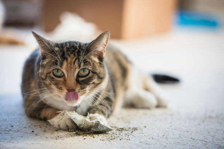 How Long Does Catnip Take to Kick In?
