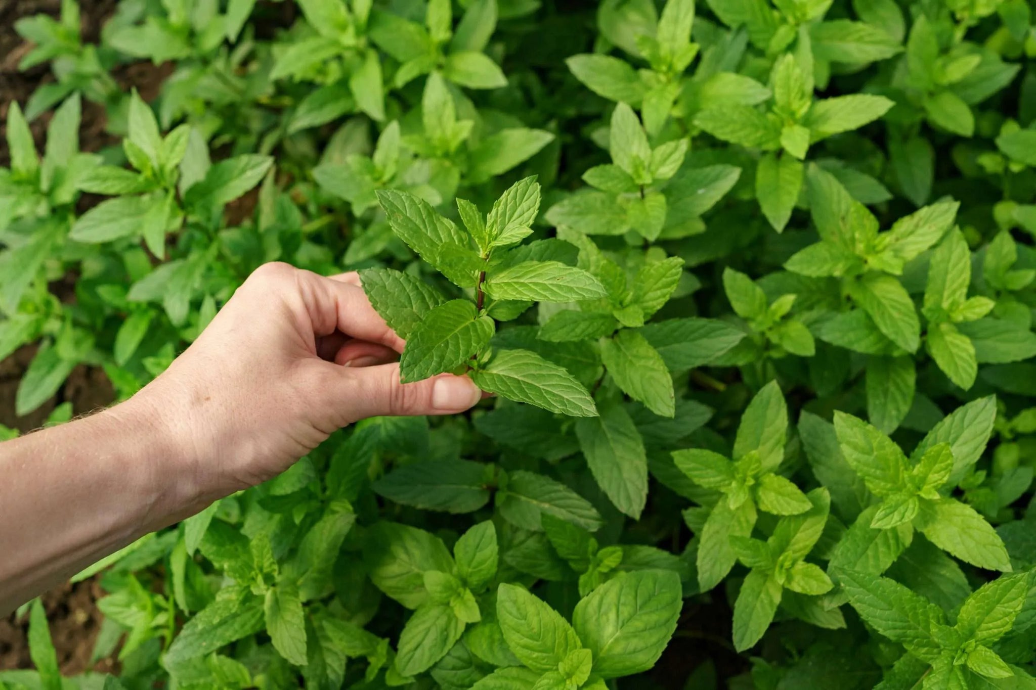 Catnip Delight: Should Cats Eat It or Just Smell It?