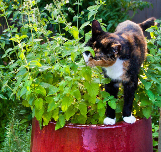 How long does catnip stay fresh?