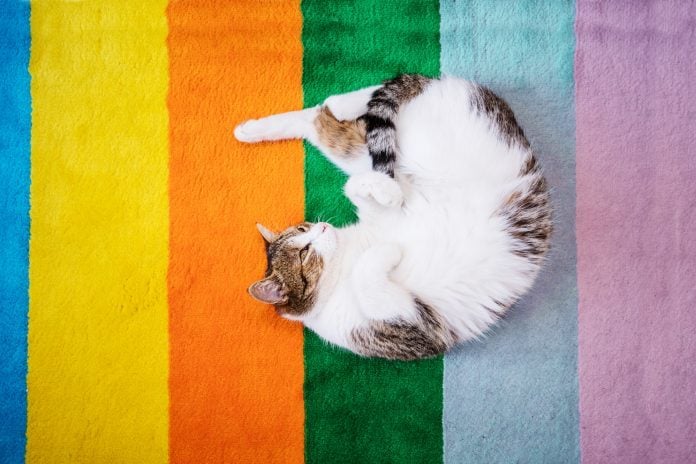 Discovering the Colors Cats Can See