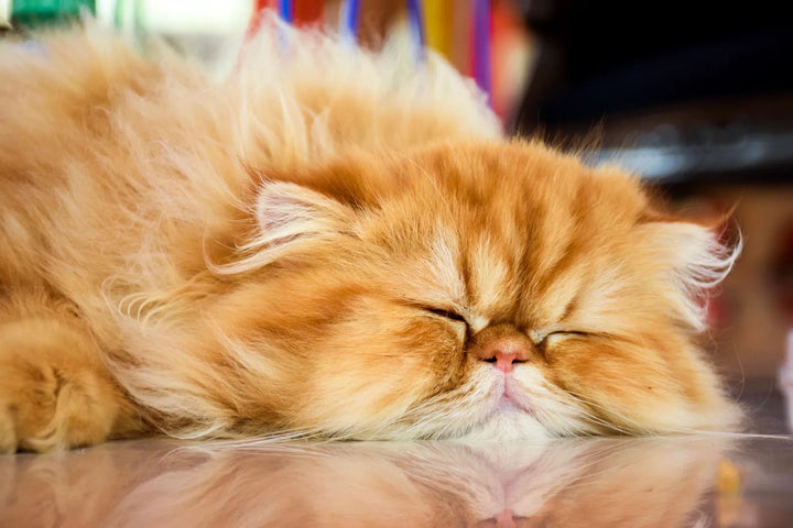 Unraveling the Mystery: Do Catnip Toys Make Cats Sleepy?