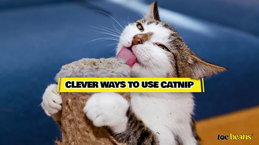 Understanding Catnip: The Age Cats & Kittens Start to Smell