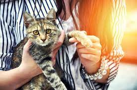 The importance of cat adoption