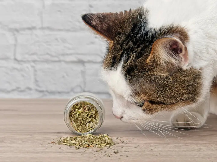 Can Cats Have Too Much Catnip Toys? Find Out Here!