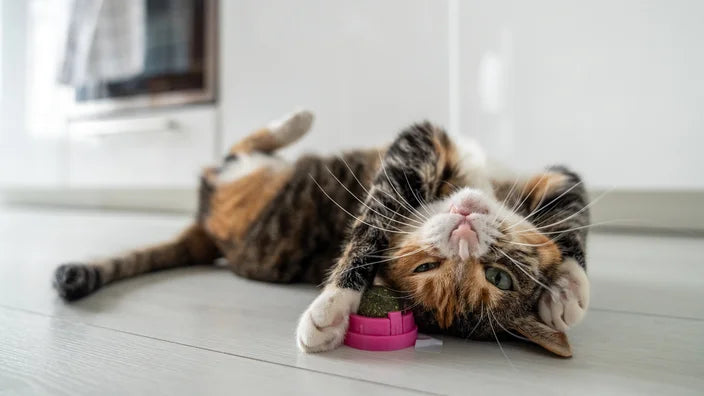 Can Catnip Help Reduce Your Cat's Anxiety?
