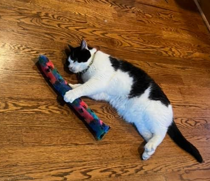Why are cat toys important?