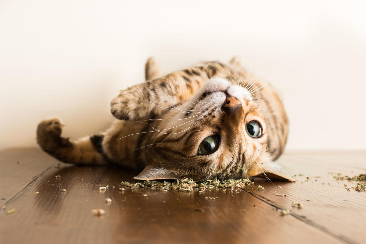 Why do cats like catnip?