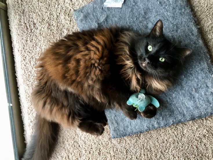 Do Catnip Toys Stop Working? What You Need to Know