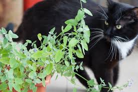 Understanding the Disadvantages of Catnip for Cats