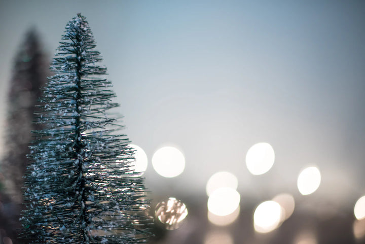 Seasonal Uses for Catnip Fun Ideas for Every Holiday