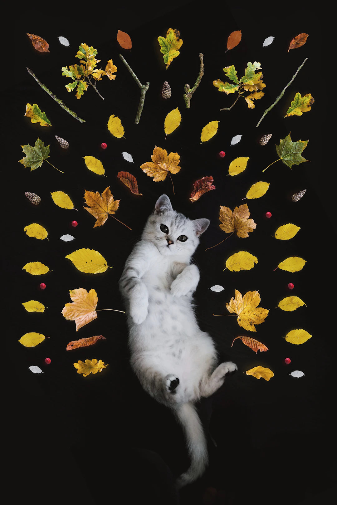 Unlocking Cat Play The Magic of Catnip Toys