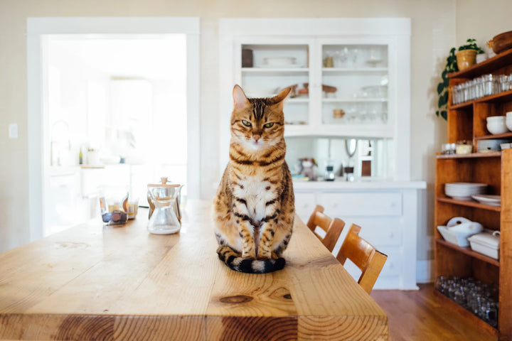 Embrace the Joy of Catnip in Your Cat's Life