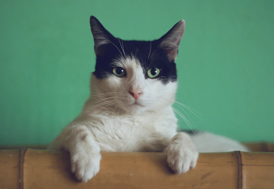 Daily Catnip A Guide for Your Cats  Kittens