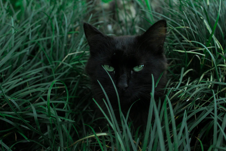 The Difference Between Catnip and Other Herbal Options