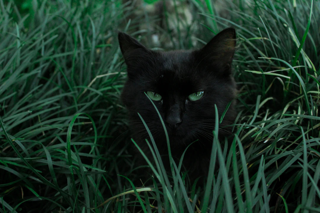 The Difference Between Catnip and Other Herbal Options