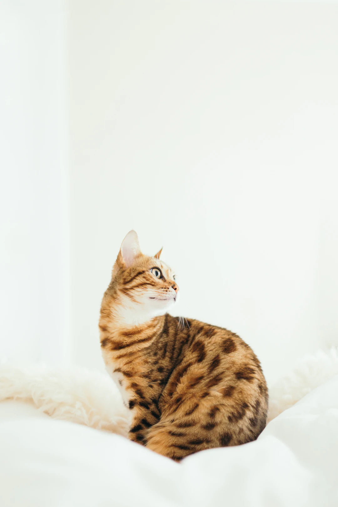 The Connection Between Catnip and Feline Health