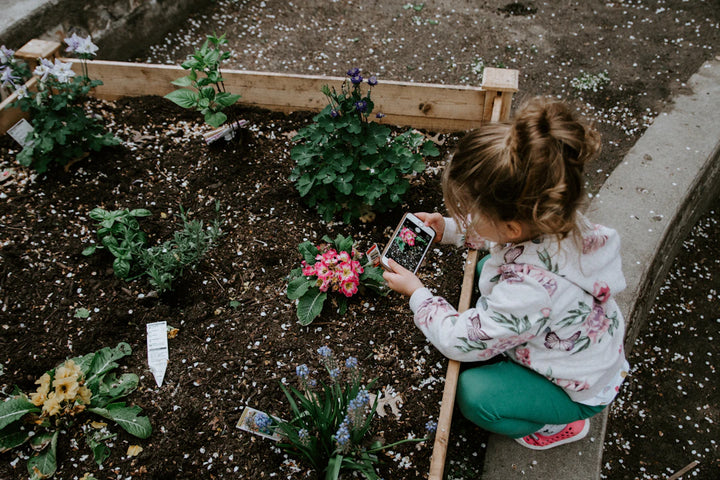 Grow a Purr-fect Catnip Garden for Happy Cats