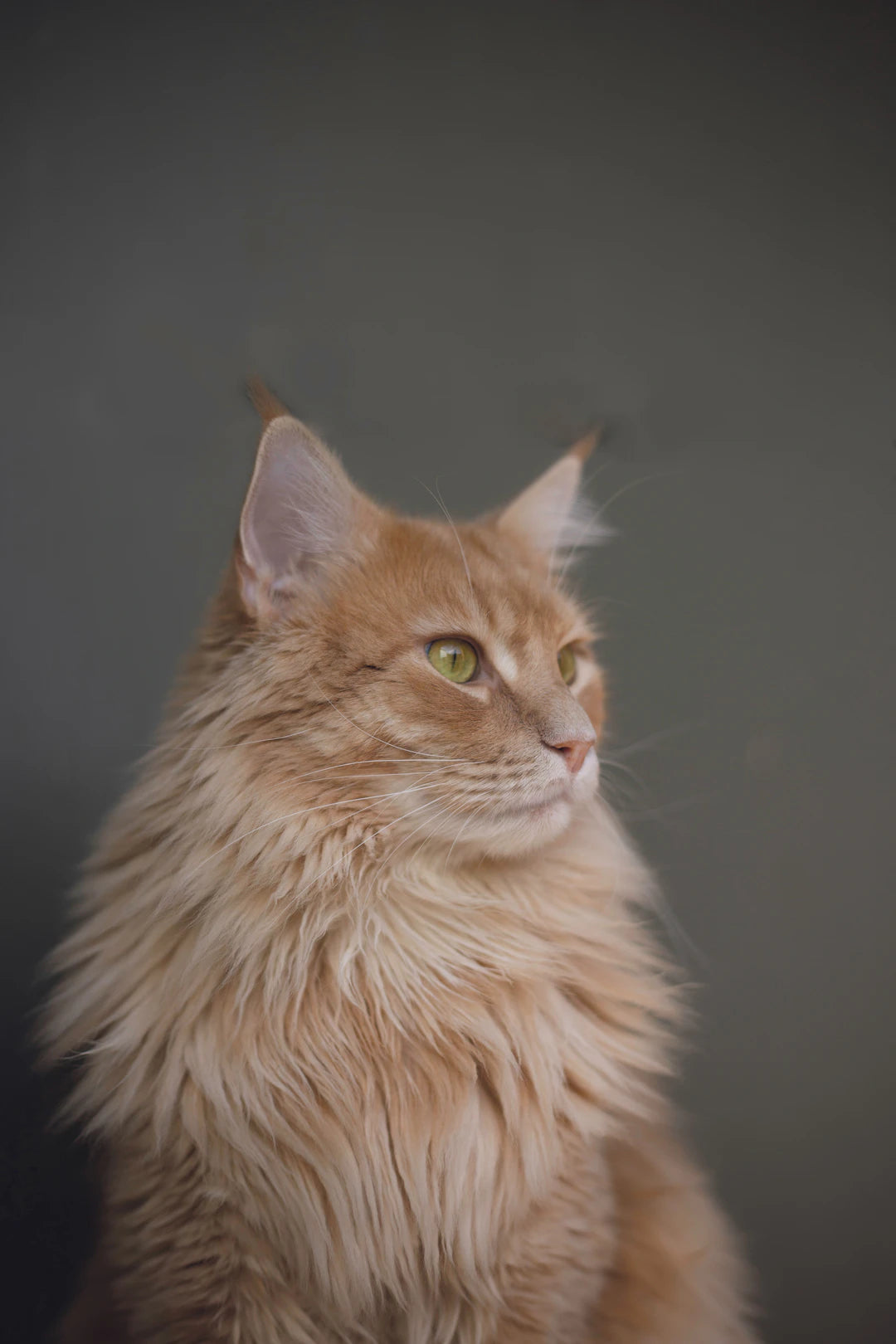 Why Some Cats Adore Catnip and Others Don’t