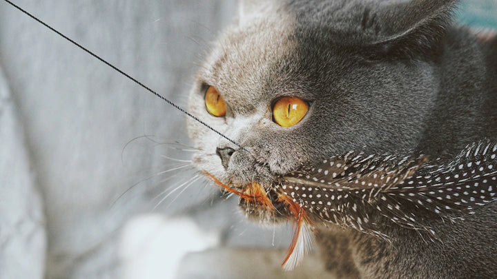 Soothing Your Feline Catnip for Cats  Kittens' Anxiety