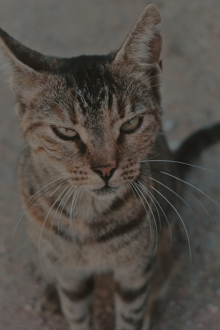 Unlocking Catnip's Secrets Effects on Cat Breeds