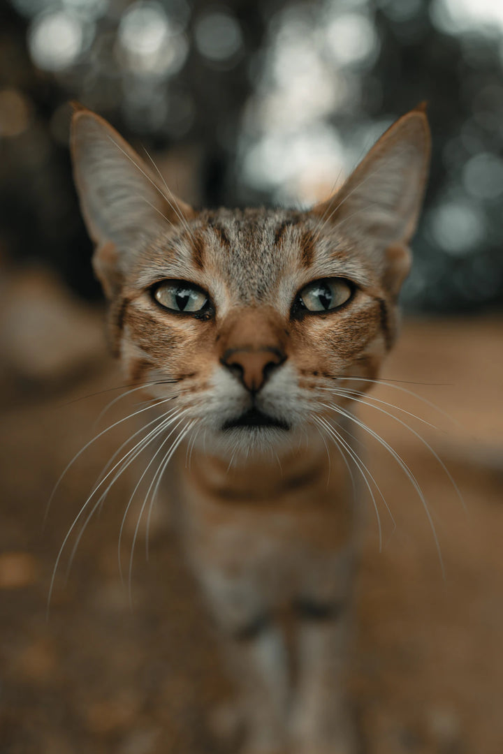 Discovering Catnip A Key to Cat Enrichment Activities