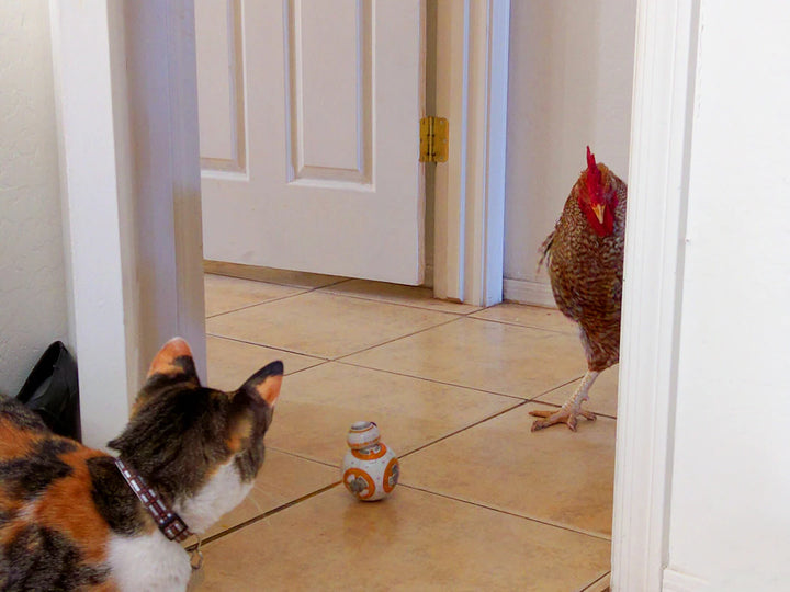 Catnip and Play Enhancing Your Cat's Playtime Experience