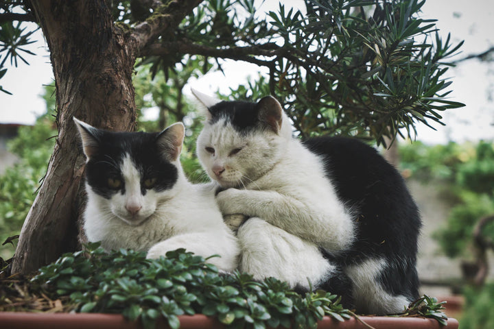 The Powerful Bond Catnip and Feline Friendships