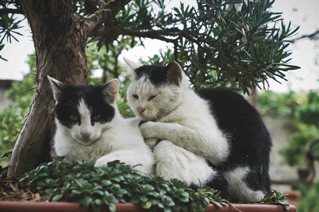 The Powerful Bond Catnip and Feline Friendships