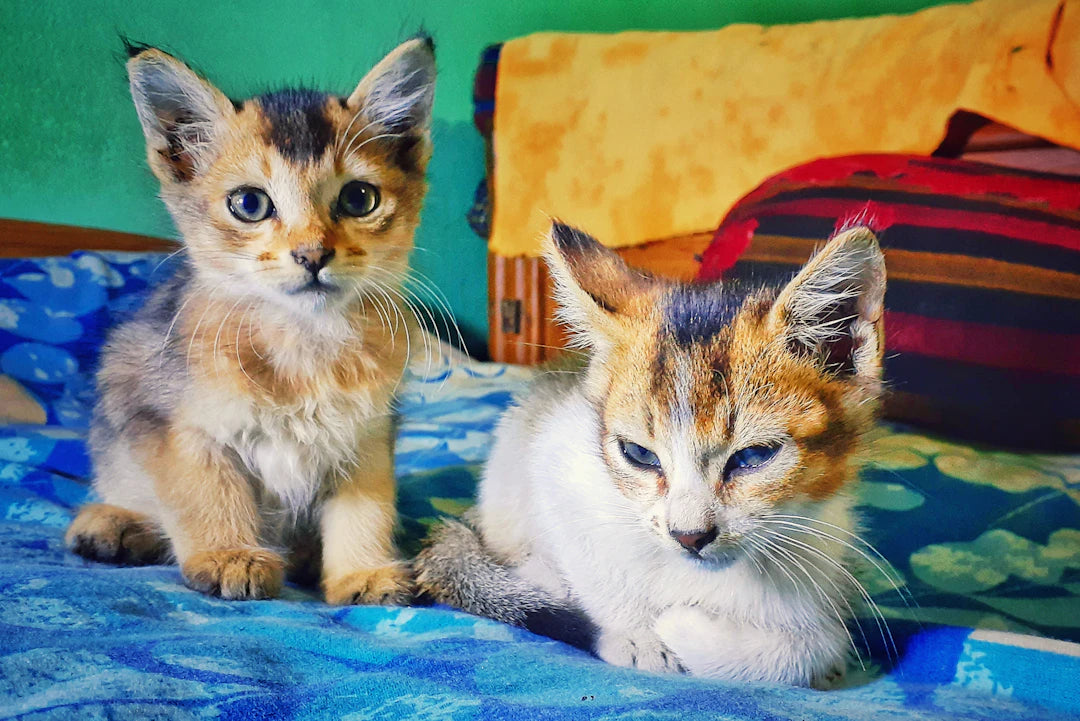Catnip Kittens vs. Adult Cats and Their Unique Reactions