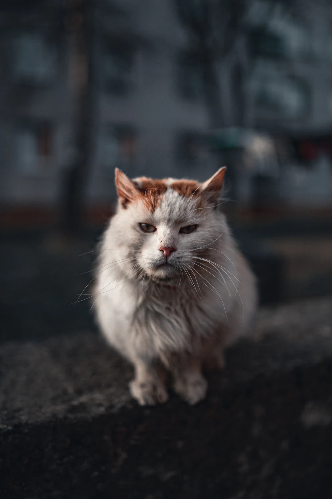 Catnip  Aging Cats Essential Insights for Your Feline Friend