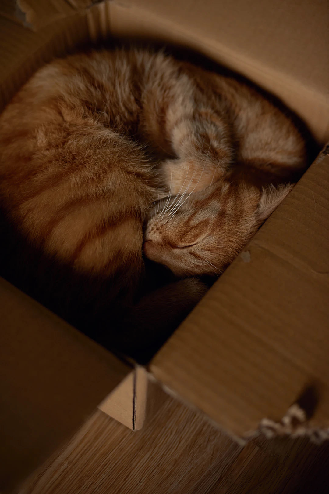 The Best Ways to Store Catnip for Freshness