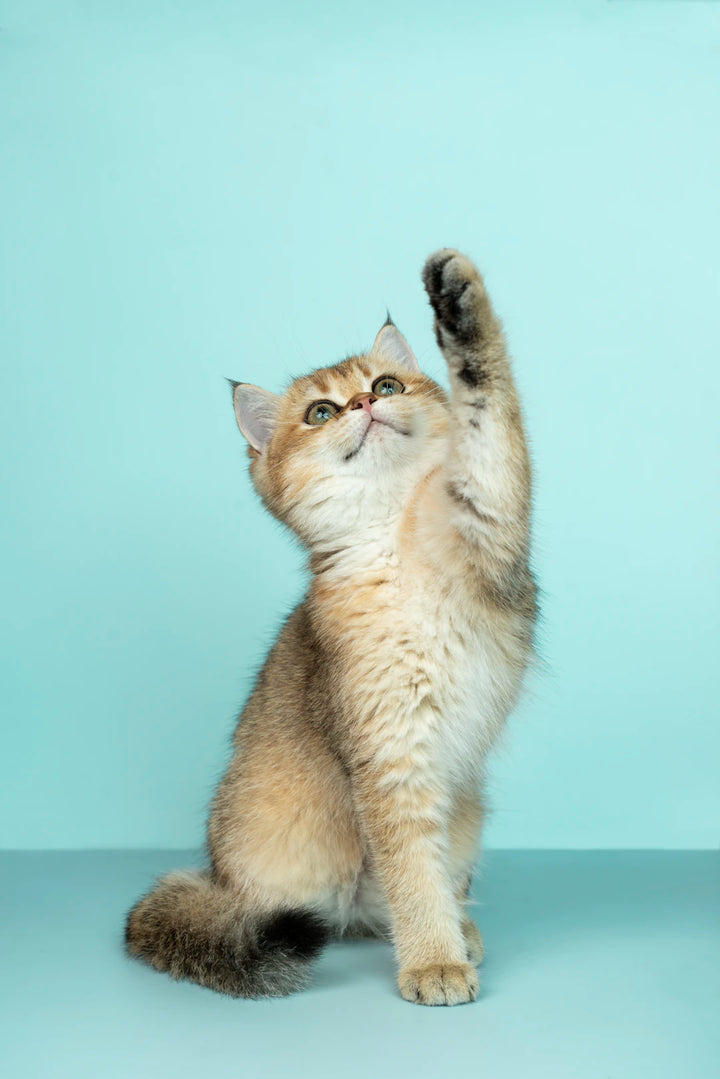 Discover the Science Behind Catnip's Effects on Cats