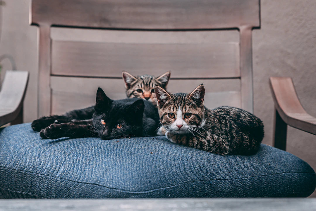 The Best Practices for Using Catnip in Multi-Cat Homes