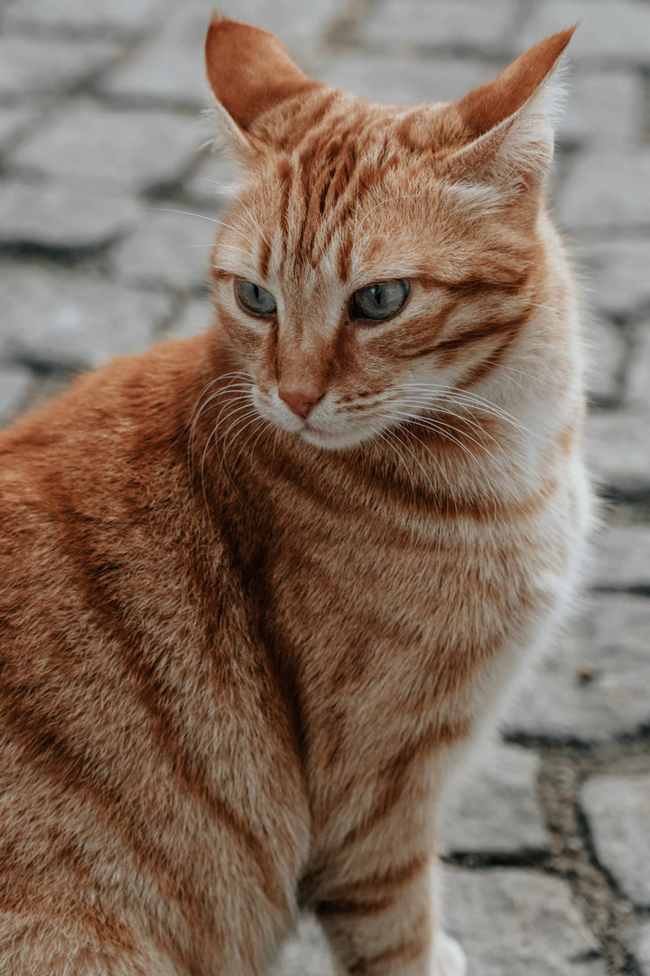 Celebrate National Catnip Day Engage Your Feline Friend