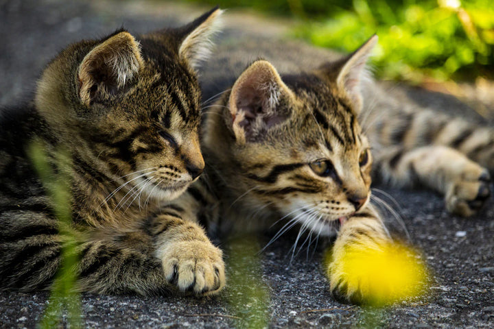 The Purrfect Guide to Catnip and Kittens