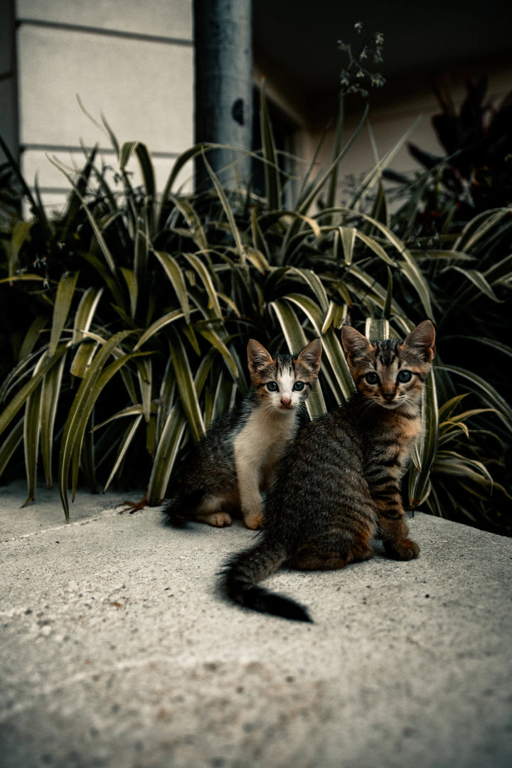 Understanding Catnip Sensitivity Cats  Catnip Toys