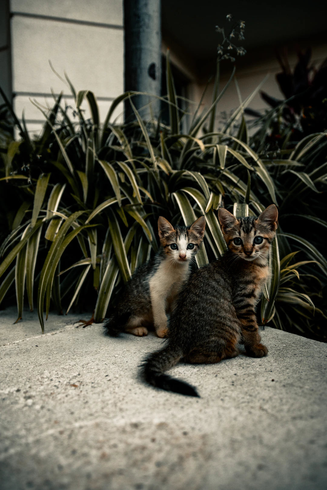 Understanding Catnip Sensitivity Cats  Catnip Toys