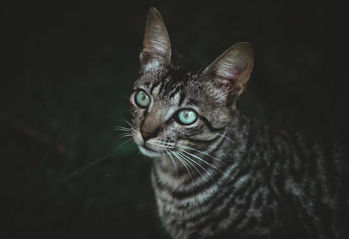Mastering the Transition From Catnip to Fun