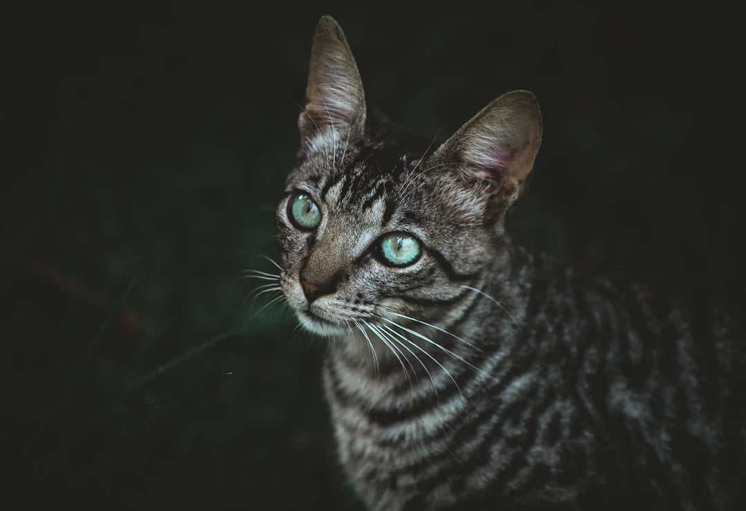 Mastering the Transition From Catnip to Fun