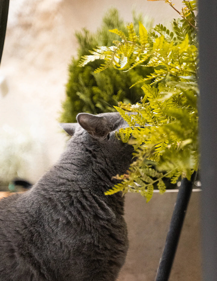 Discover Catnip Alternatives Herbs Cats Adore