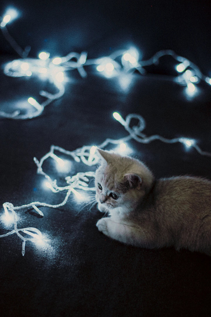 Host a Purr-fect Catnip-Themed Party for Your Feline Friends
