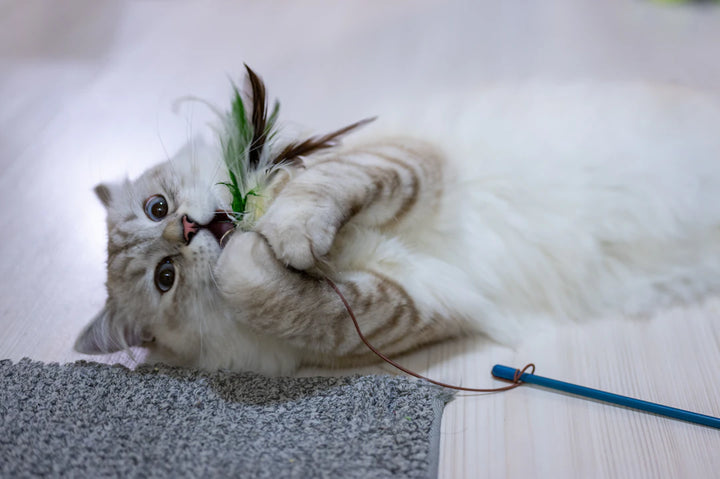 Engaging Catnip Toys for Playful Cats and Kittens