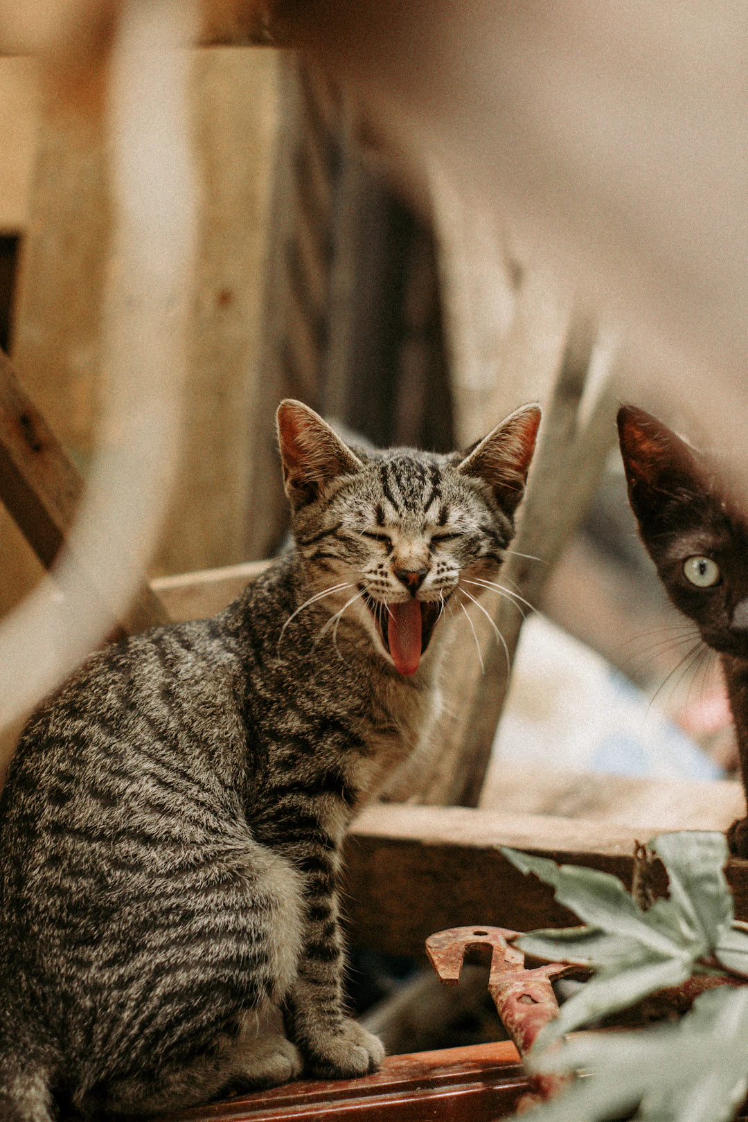 The Science Behind Cats and Catnip What You Need to Know