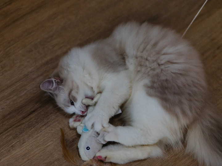 Top Catnip Alternatives When Catnip Toys Aren't Available