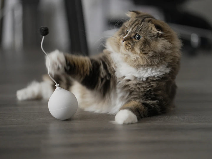 Engaging Catnip Balls for Active Indoor Cats