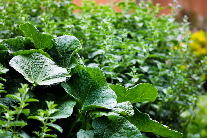 The Environmental Impact of Catnip Farming